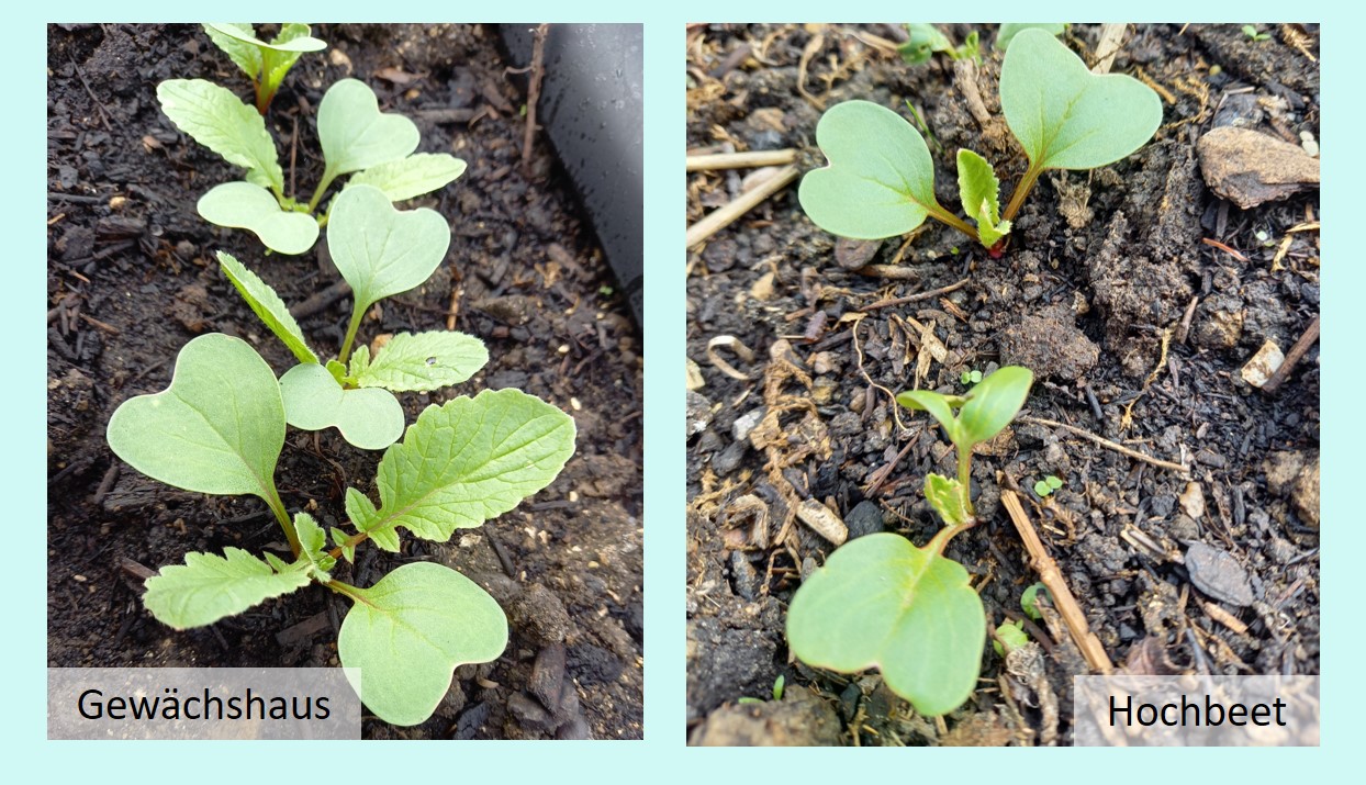 Frühlingsfröste und Wärmespeicher im Gewächshaus Jofi's Gartenblog