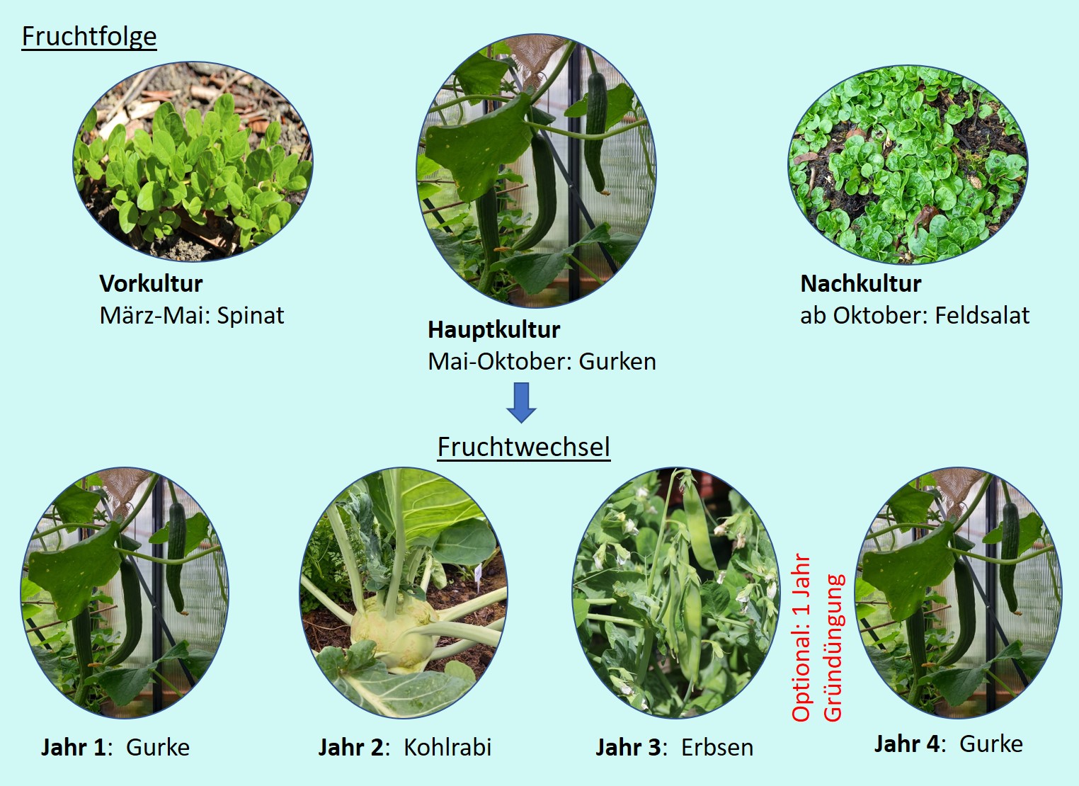 Anbauplanung mit Fruchtfolge Vorkultur, Hauptkultur, Nachkultur Jofi